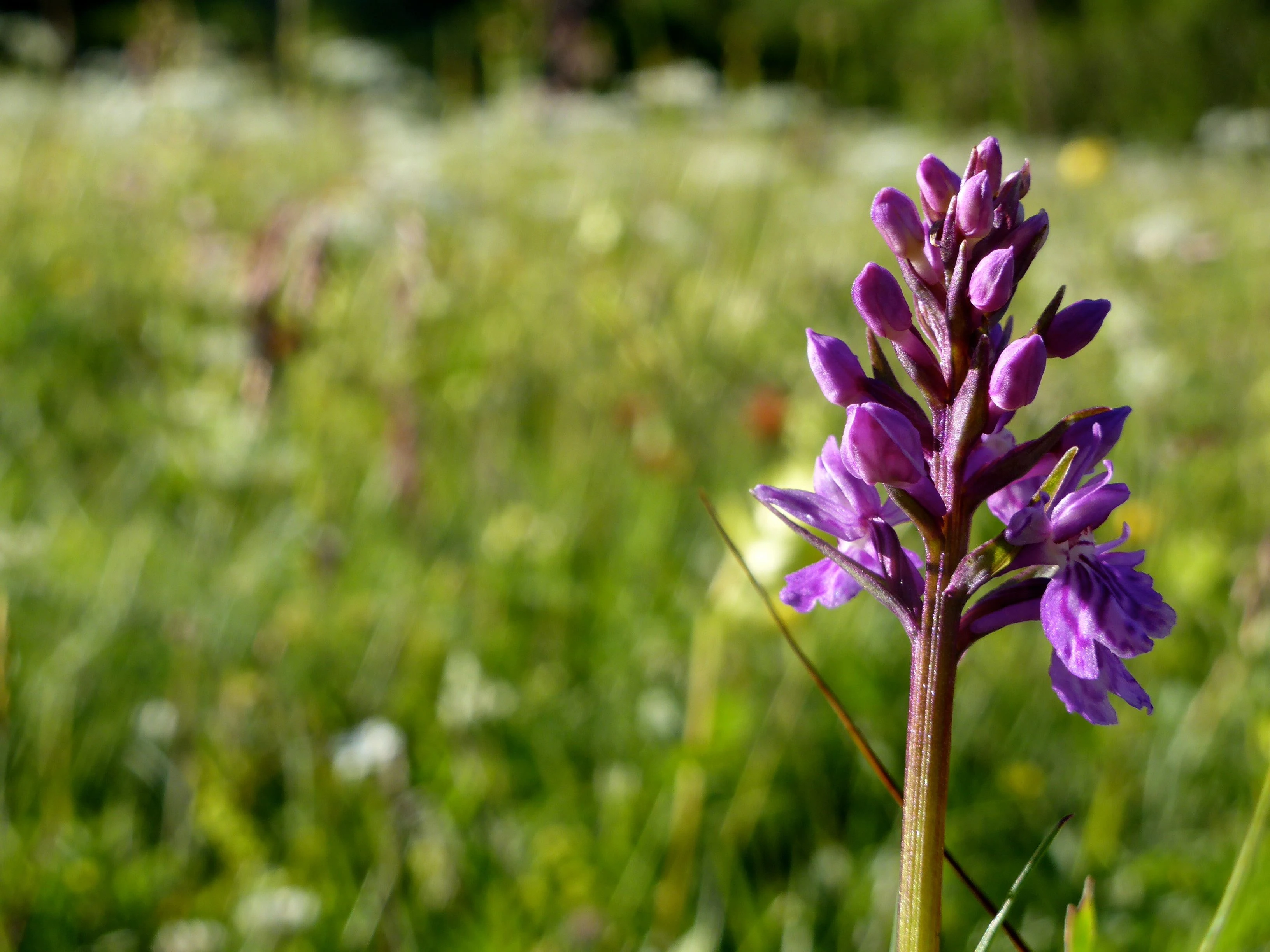Wanderung in den Bergen - Pro Natura Ticino