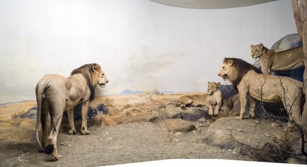 Behind the Scenes Tour: Between Illusion and Idyll – The Africa Dioramas