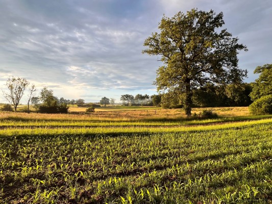 «Zwitscherzeit!» How farming families successfully protect birds
