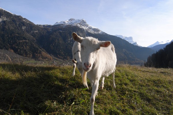 "Chavra Culinarica" - Genuss rund um die Ziege