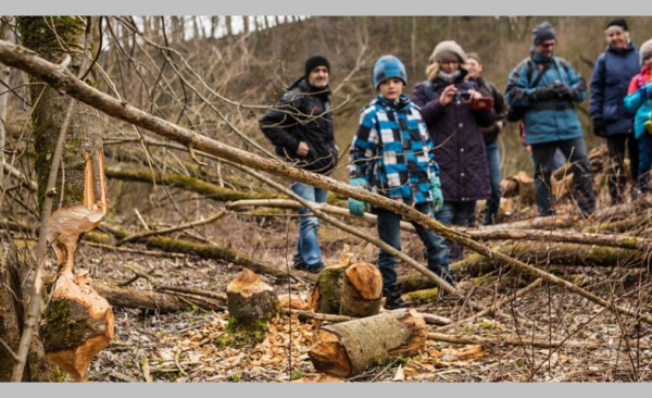 Biber - Baumeister der Natur