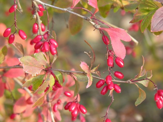 Discovering Wild Berries