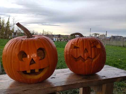 Pumpkin Carving for Children and Public Field Tour