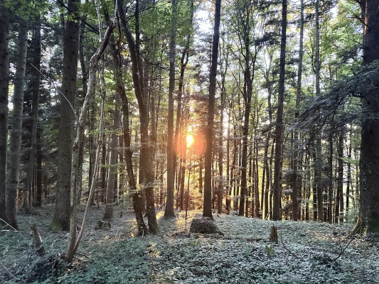 Experience Course: Bushcraft · Survival & Permaculture