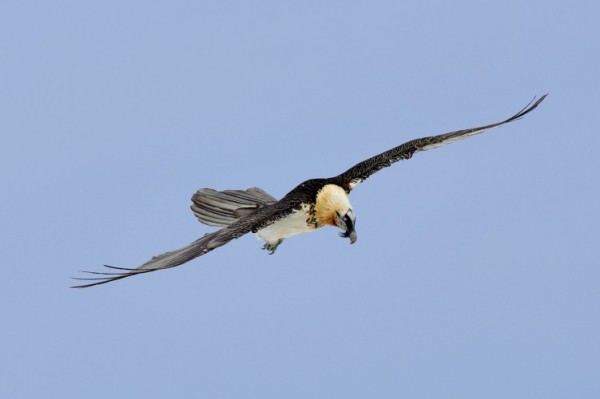 Bearded vulture and alpine habitat