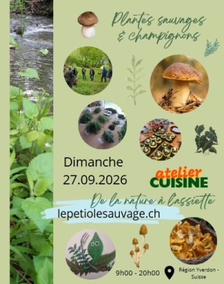 Plantas silvestres, hongos y cocina