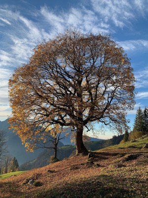 Wandern & Qigong, Entschleunigung und Entspannung am Kraftort Maria-Rickenbach