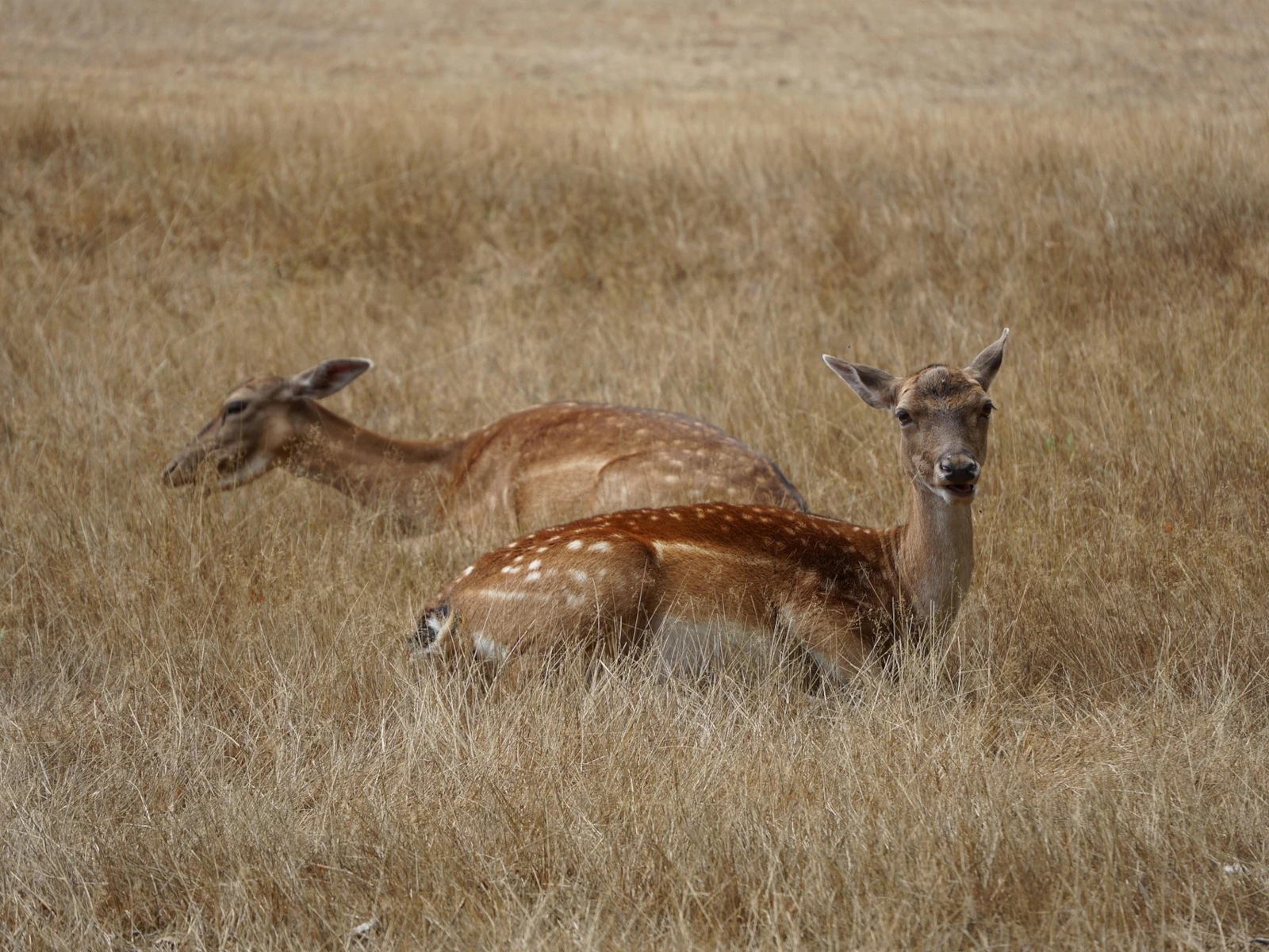 Wild Tavolata in Vattiz