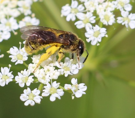 Research on Wild Bees: From Pollen to a Sensational Discovery