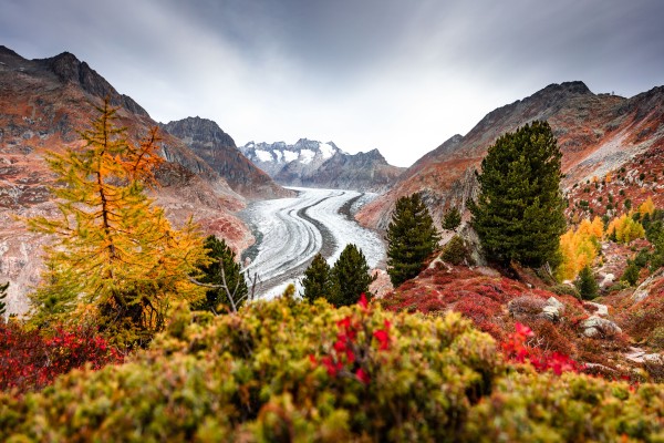 Herbst im Aletschwald