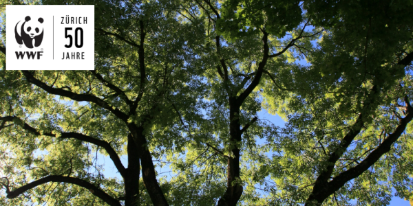 Myths, Fairy Tales and Uses of Our Forest Trees