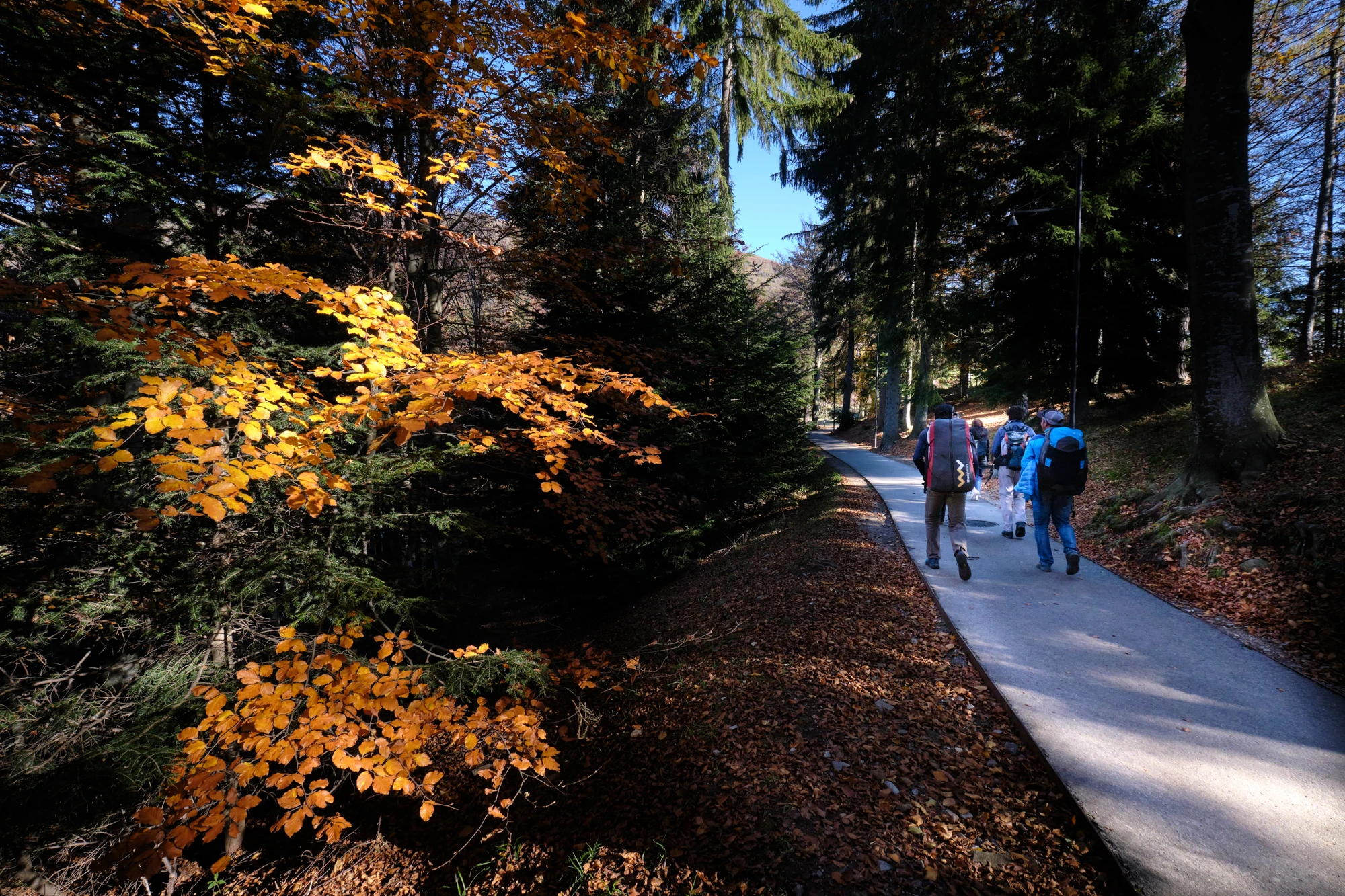 Colors of Autumn - Cardada in Celebration