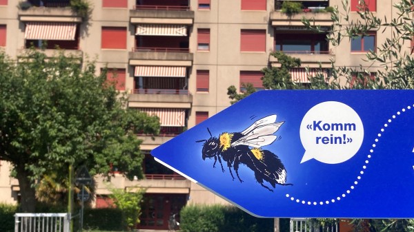 Bombus sucht eine Stadt-WG