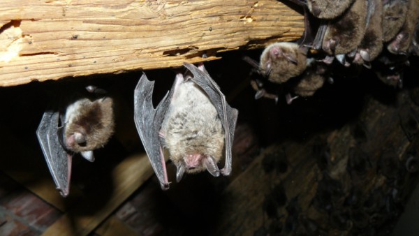 Bats under the Museum Roof