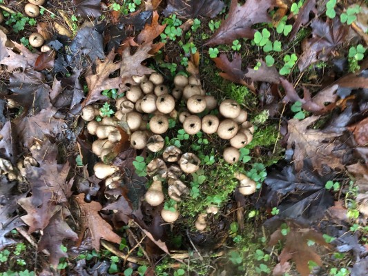 Mushrooms in the Hardwald