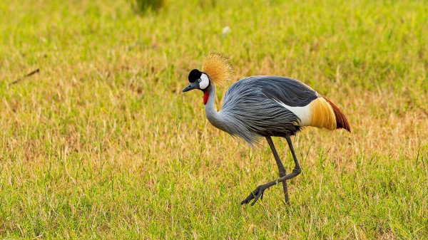 Travel Lecture Rwanda and Uganda