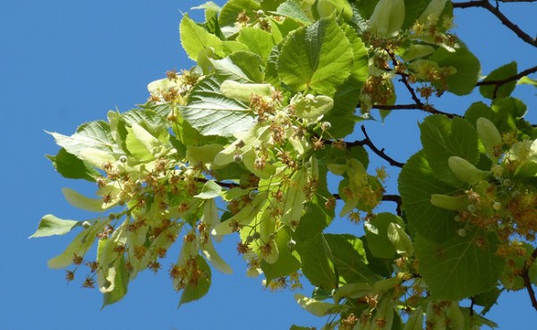 An Exhibition in Honor of the Murten Linden