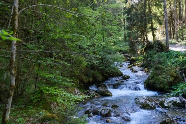 In the intimacy of rivers, from Kamchatka to Gruyère