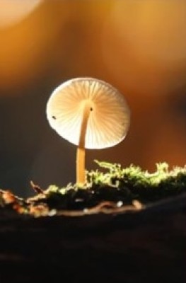Public Lecture - MycoTherapy / Medicinal Mushrooms