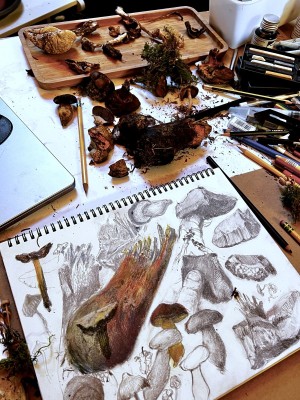 Bosque de setas: esbozar y dibujar con armonía