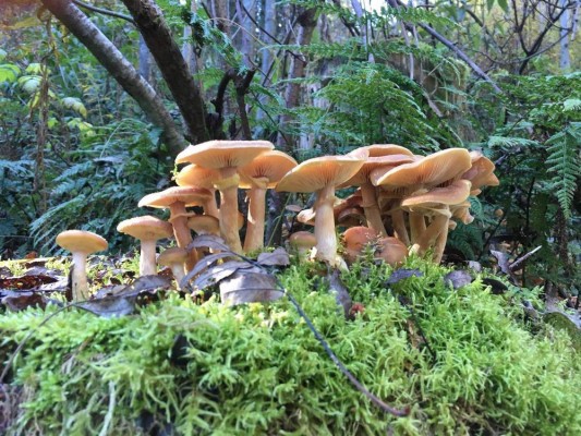 Mushroom Workshop