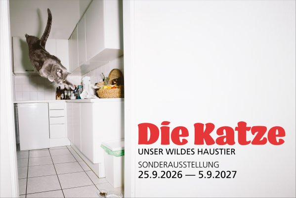 New Special Exhibition: «The Cat. Our Wild Pet»