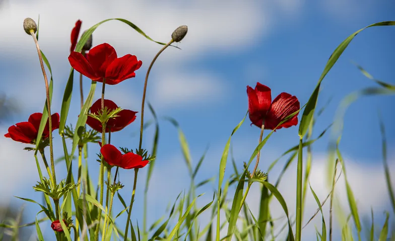 Las cuatro estaciones – de una manera diferente «Primavera»
