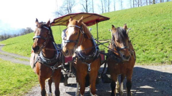Horse-Drawn Carriage Ride in Weggis