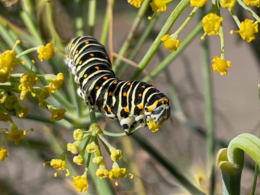 Raising Butterflies for Beginners