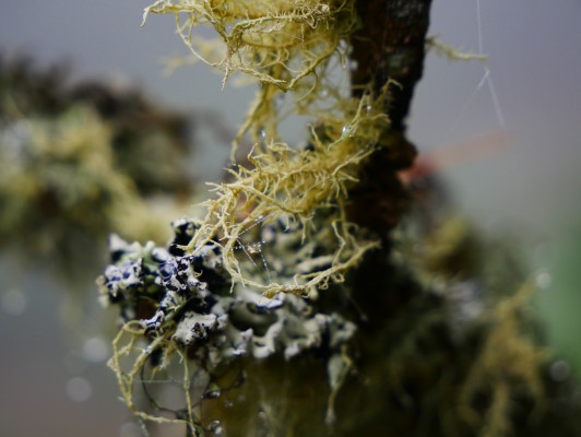 Lichens - a sophisticated interplay