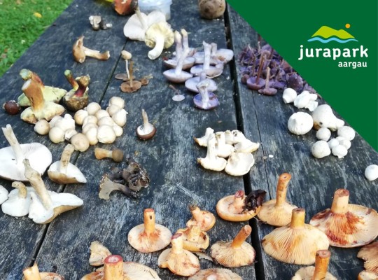 CANCELLED: Mushrooms – the Secret Rulers