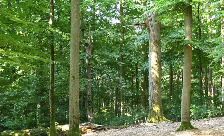 Praxistagung AG Waldbiodiversität
