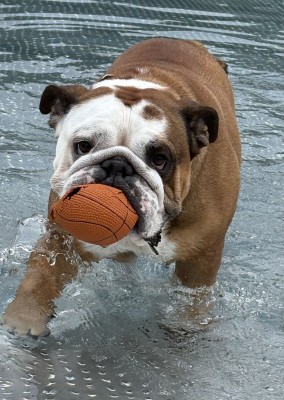 Dog Swimming