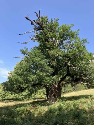 to the oldest oak tree of the Grisons and to the former gold mines of Felsberg
