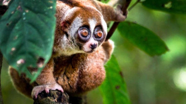 Borneo - Life in the Rainforest