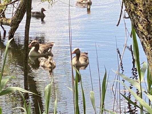 Ornithological Excursion Sackmatten near Grenchen
