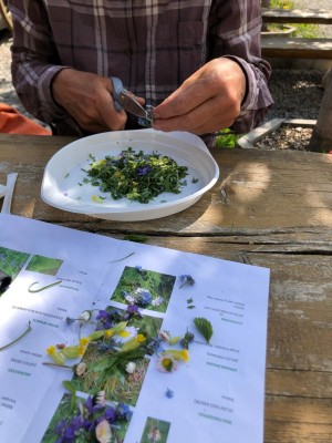 Making Pesto from Edible Wild Herbs (Savognin)
