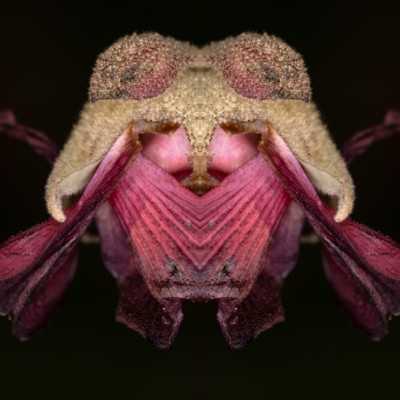 Mutanti, Fotoausstellung von Daniel Pittet