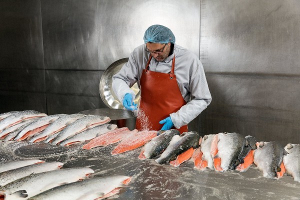 TCS Factory Tour Salmon Smoking House Dyhrberg