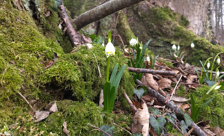 Waldbaden