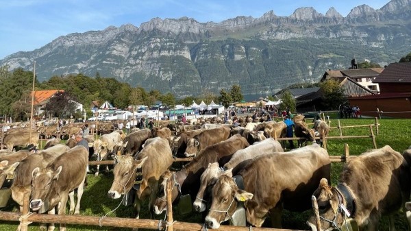 Gemeindeviehschau und Jahrmarkt in Oberterzen