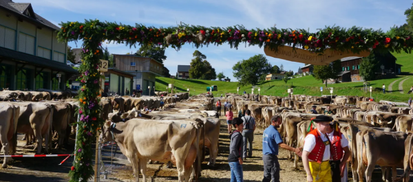Cattle Show Wildhaus