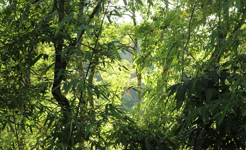 Unterhaltungsabend "Dschungel" Büren an der Aare
