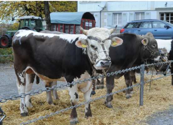 Cantonal bull and fall show in Teufen