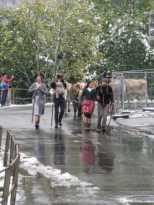 Cattle coming down of the alpine meadows from Schiltalp