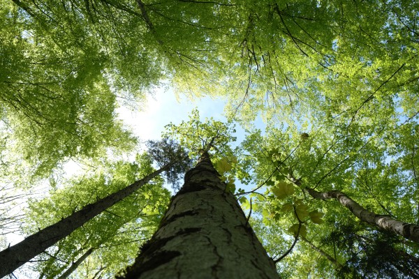 Robe des bois, contes à effeuiller