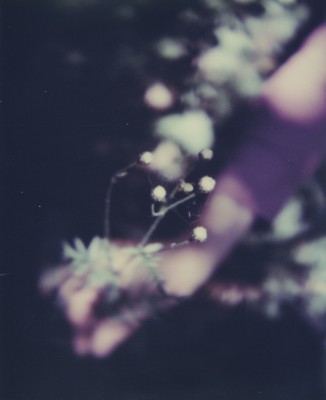 Simone Kappeler - nature vivante