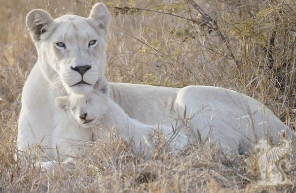 The Significance of the White Lions for the Human Future
