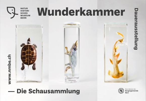 Wunderkammer - The Display Collection