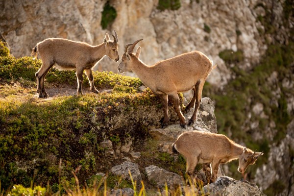 Educational Wildlife Observation Tour in Val Faller